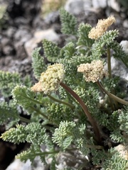 Cymopterus nivalis