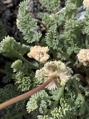 Cymopterus nivalis