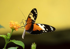 Heliconius hecale