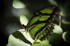 Philaethria wernickei