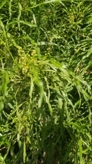 Melicope denhamii