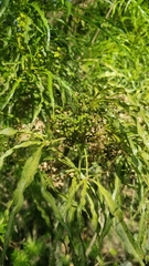Melicope denhamii