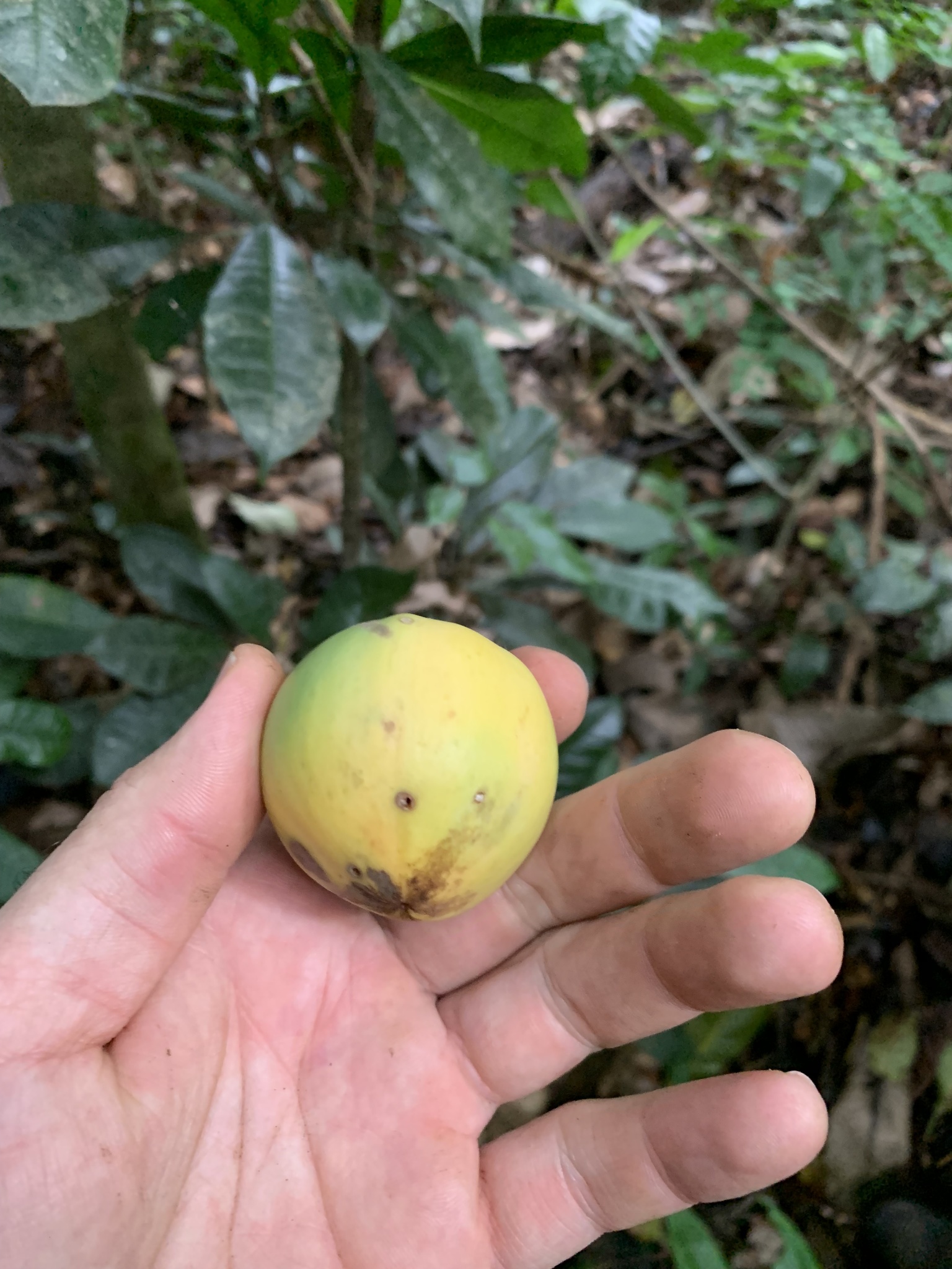 Chrysophyllum imperiale : Guapeba