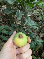 Chrysophyllum imperiale