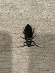 Archodontes melanopus