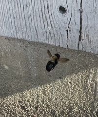 Xylocopa virginica