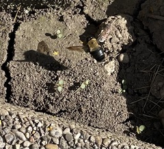 Xylocopa virginica