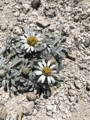 Townsendia jonesii tumulosa