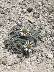 Townsendia jonesii tumulosa