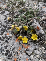 Potentilla ovina