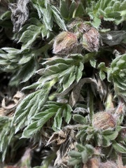 Potentilla ovina