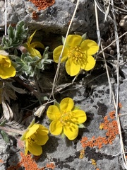 Potentilla ovina