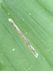 Synchysa tricincta