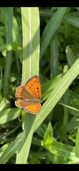 Lycaena dispar