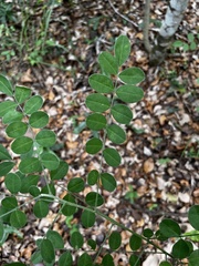 Styphnolobium