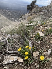 Ranunculus glaberrimus