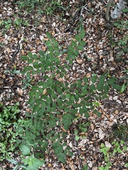 Styphnolobium