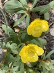 Ranunculus glaberrimus
