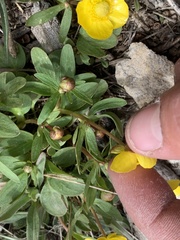 Ranunculus glaberrimus