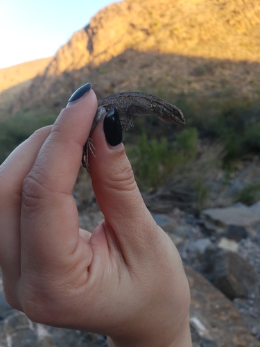 Ornate Tree Lizard