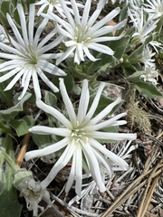 Silene nelsonii
