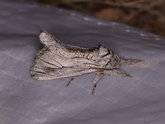 Inguromorpha itzalana