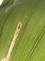 Synchysa tricincta