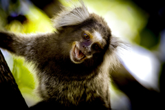 Callithrix jacchus