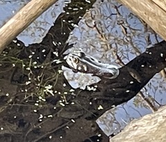 Lithobates catesbeianus