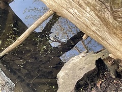 Lithobates catesbeianus