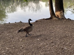 Branta canadensis