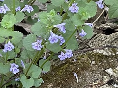 Glechoma hederacea