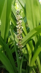 Chlorophytum macrophyllum