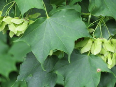 Acer pictum ambiguum