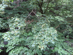 Acer pictum ambiguum