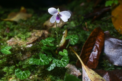 Viola iwagawae iNat (3)