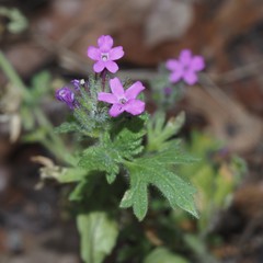 Glandularia tumidula