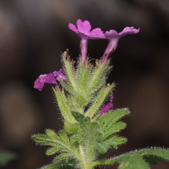 Glandularia tumidula