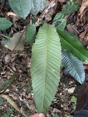 Chrysophyllum imperiale