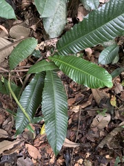 Chrysophyllum imperiale