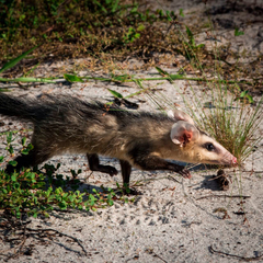 Didelphis albiventris