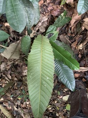 Chrysophyllum imperiale