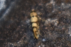 Eudarcia haliplancta