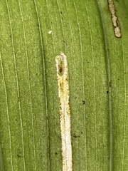Synchysa tricincta
