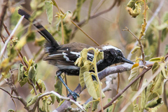 Formicivora melanogaster