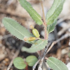 Boerhavia linearifolia