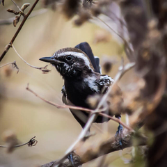Formicivora melanogaster