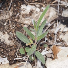 Boerhavia linearifolia