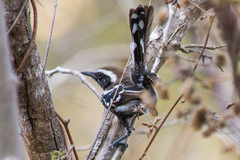 Formicivora melanogaster