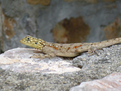 Agama dodomae